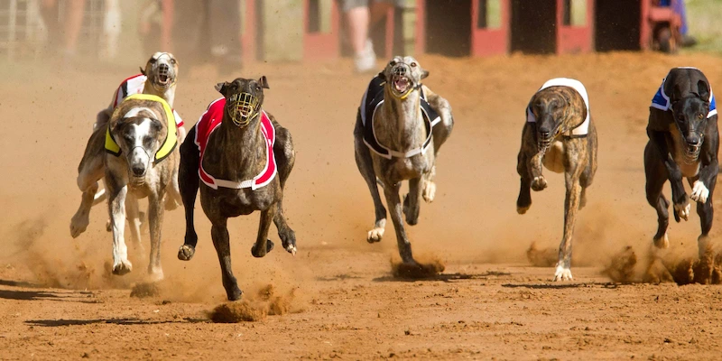 Understanding Dog Racing Betting