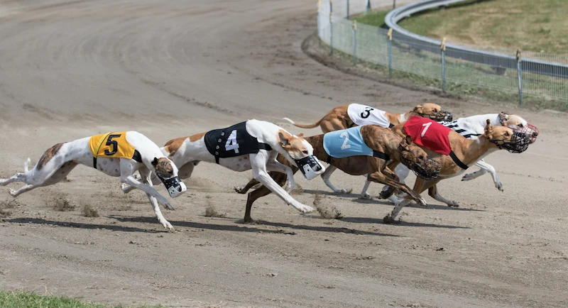 How to Place a Bet on Dog Racing at FG777